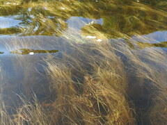 Schoenoplectus subterminalis