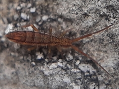 Orchesella