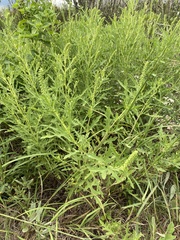 Ambrosia psilostachya