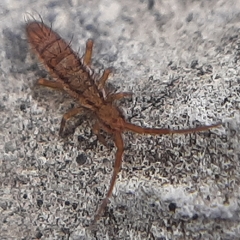 Orchesella