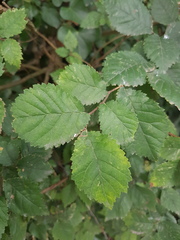 Ulmus minor