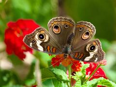 Junonia grisea