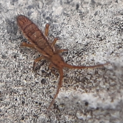 Orchesella