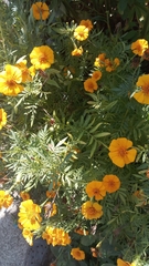 Tagetes