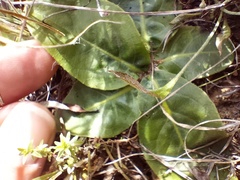 Gerbera piloselloides