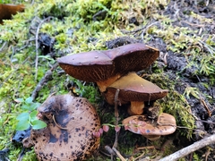 Chroogomphus vinicolor