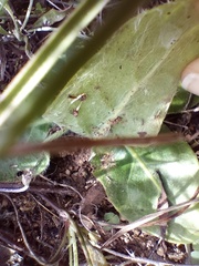 Gerbera piloselloides
