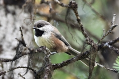 Poecile hudsonicus