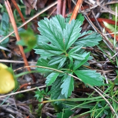 Potentilla