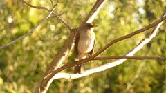 Turdus amaurochalinus