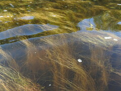 Schoenoplectus subterminalis