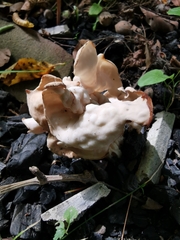 Helvella crispa