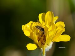 Bombyliidae