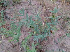 Onobrychis viciifolia