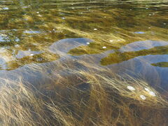 Schoenoplectus subterminalis