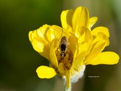 Bombyliidae