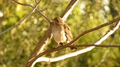 Turdus amaurochalinus