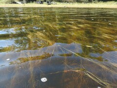 Schoenoplectus subterminalis