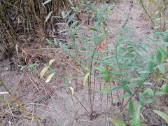Onobrychis viciifolia