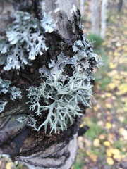 Evernia mesomorpha