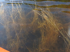 Schoenoplectus subterminalis