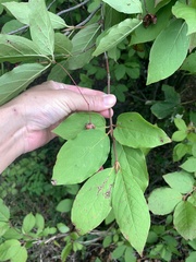 Euonymus latifolius