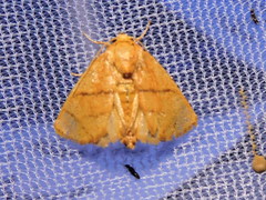 Apoda y-inversa