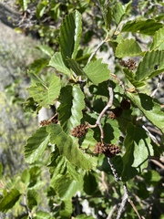 Alnus incana tenuifolia