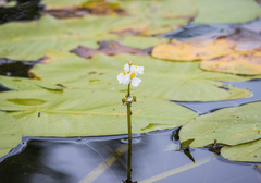 Sagittaria cuneata