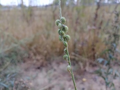 Onobrychis viciifolia