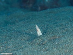 Apterichtus anguiformis