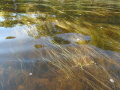 Schoenoplectus subterminalis