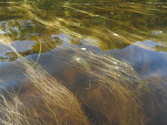 Schoenoplectus subterminalis