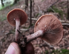 Lactarius camphoratus