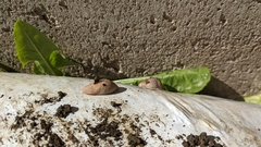 Deroceras reticulatum