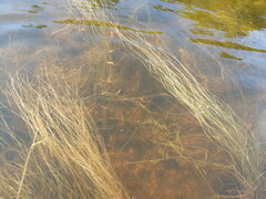 Schoenoplectus subterminalis