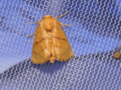 Apoda y-inversa