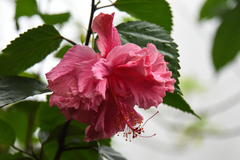 Hibiscus rosa-sinensis