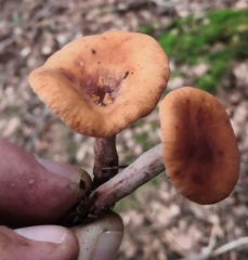 Lactarius camphoratus