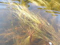 Schoenoplectus subterminalis