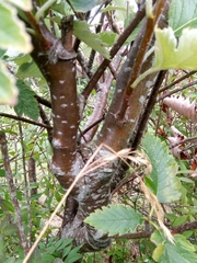 Scandosorbus intermedia