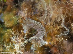 Bugulina