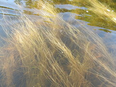 Schoenoplectus subterminalis