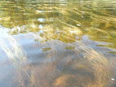 Schoenoplectus subterminalis