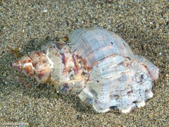 Talisman scrobilator