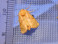 Apoda y-inversa