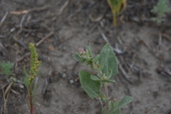 Atriplex truncata