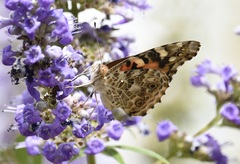 Vanessa cardui