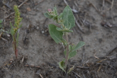Atriplex truncata