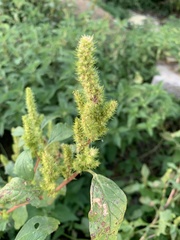 Amaranthus hybridus